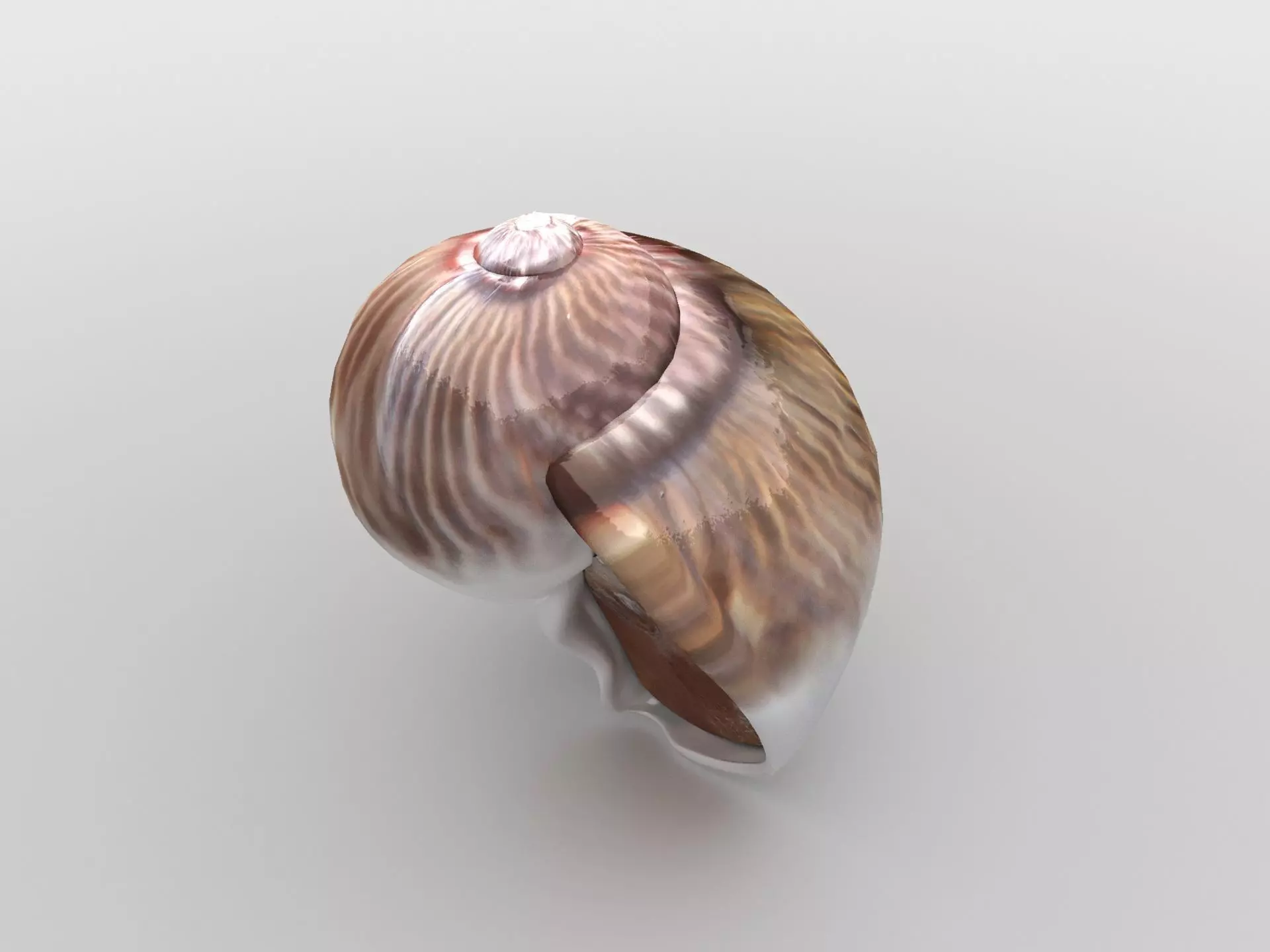 Sea snail Low-poly 3D model_0