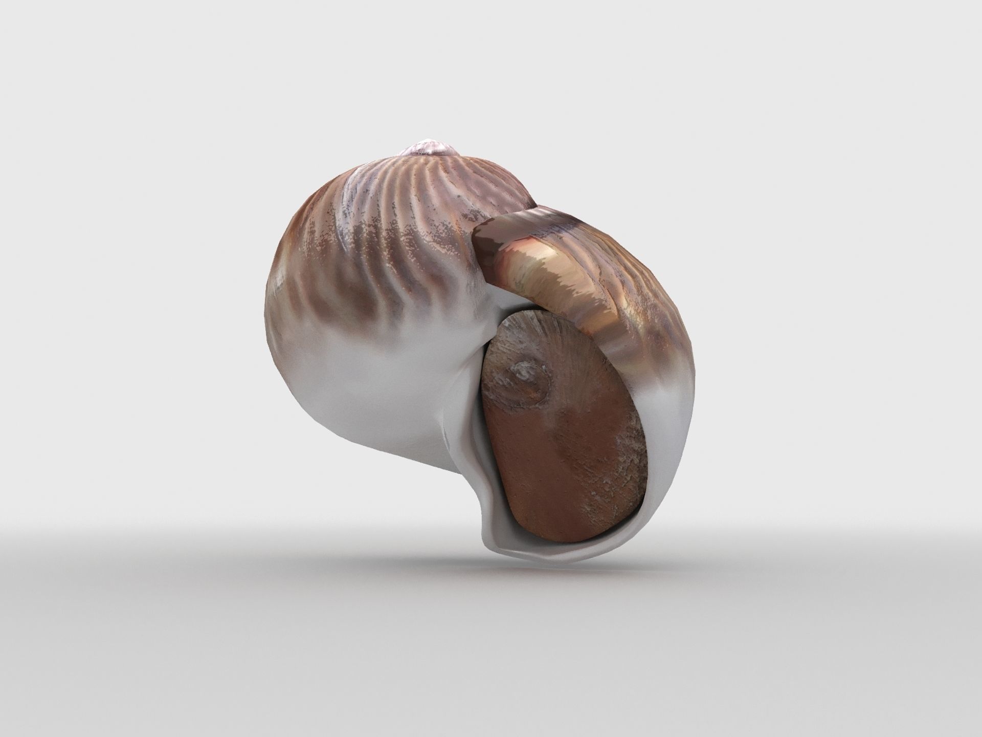 Sea snail Low-poly 3D model_3