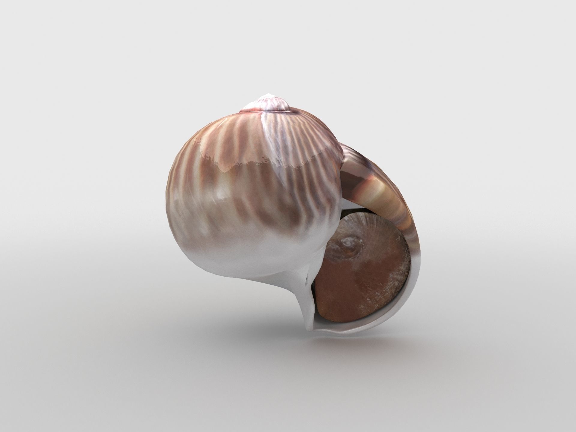 Sea snail Low-poly 3D model_6