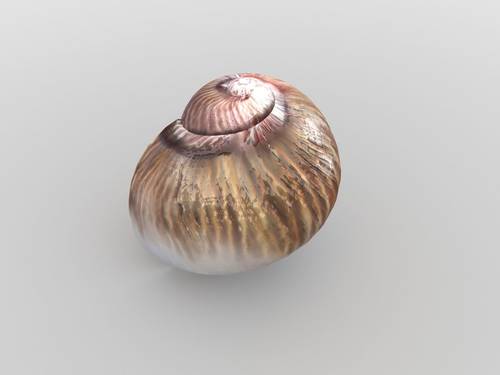 Sea snail Low-poly 3D model_4