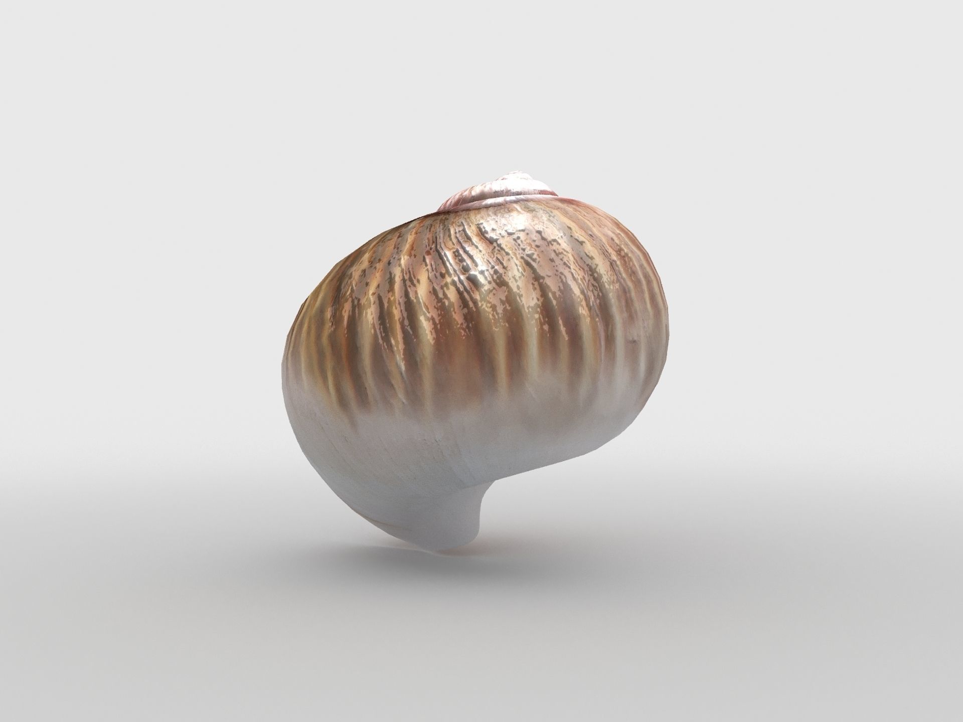 Sea snail Low-poly 3D model_1