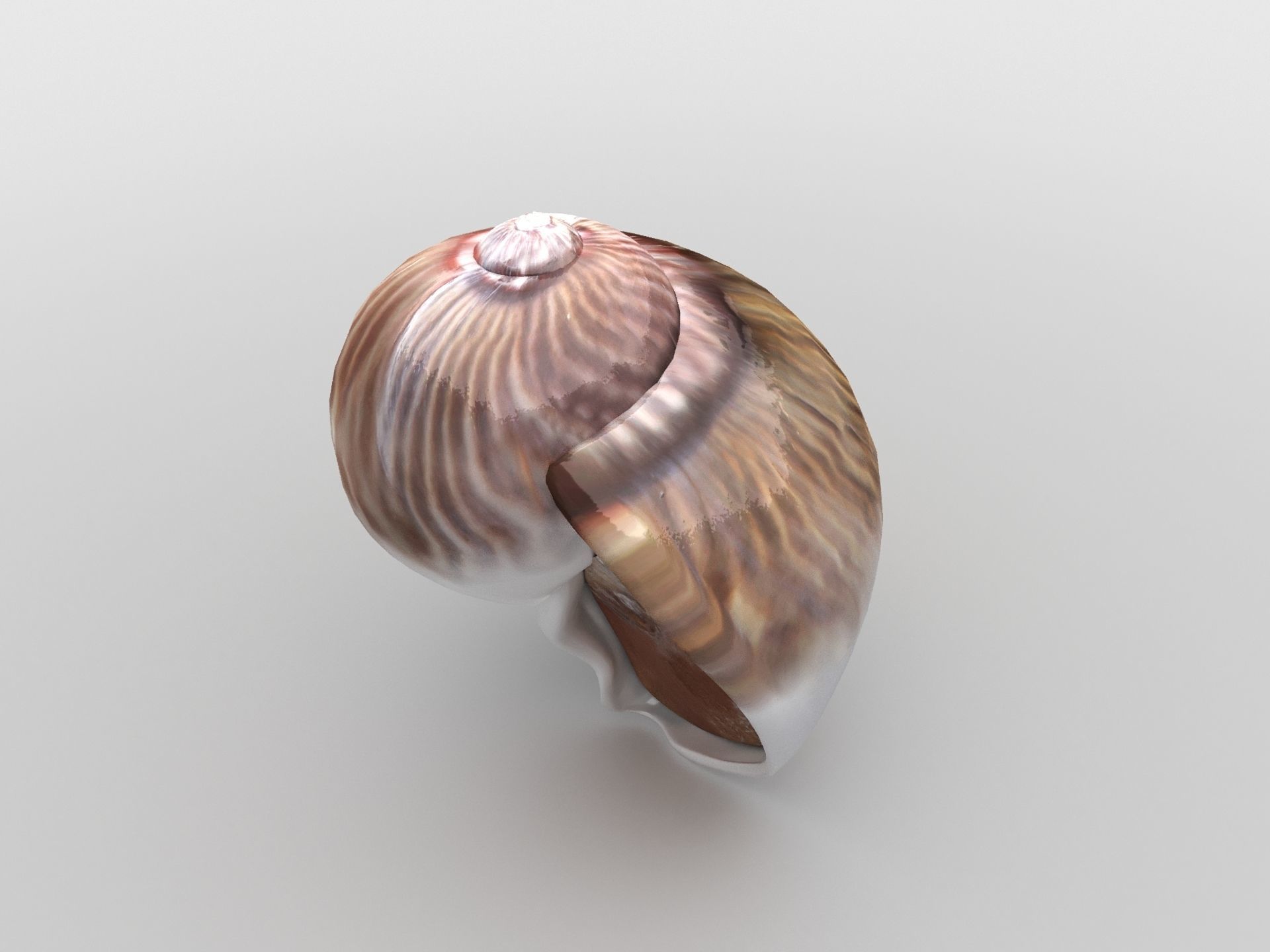 Sea snail Low-poly 3D model_2
