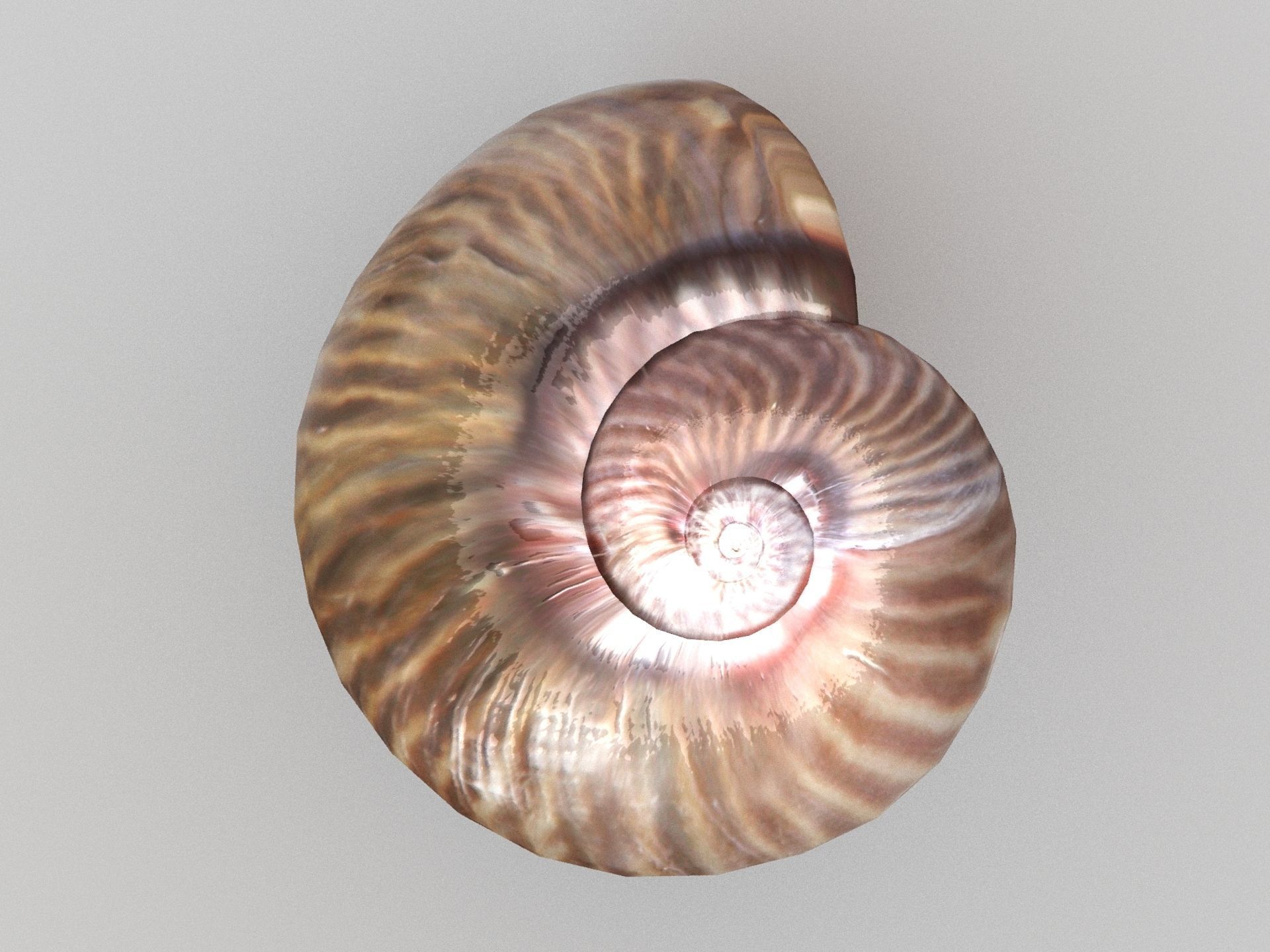 Sea snail Low-poly 3D model_9