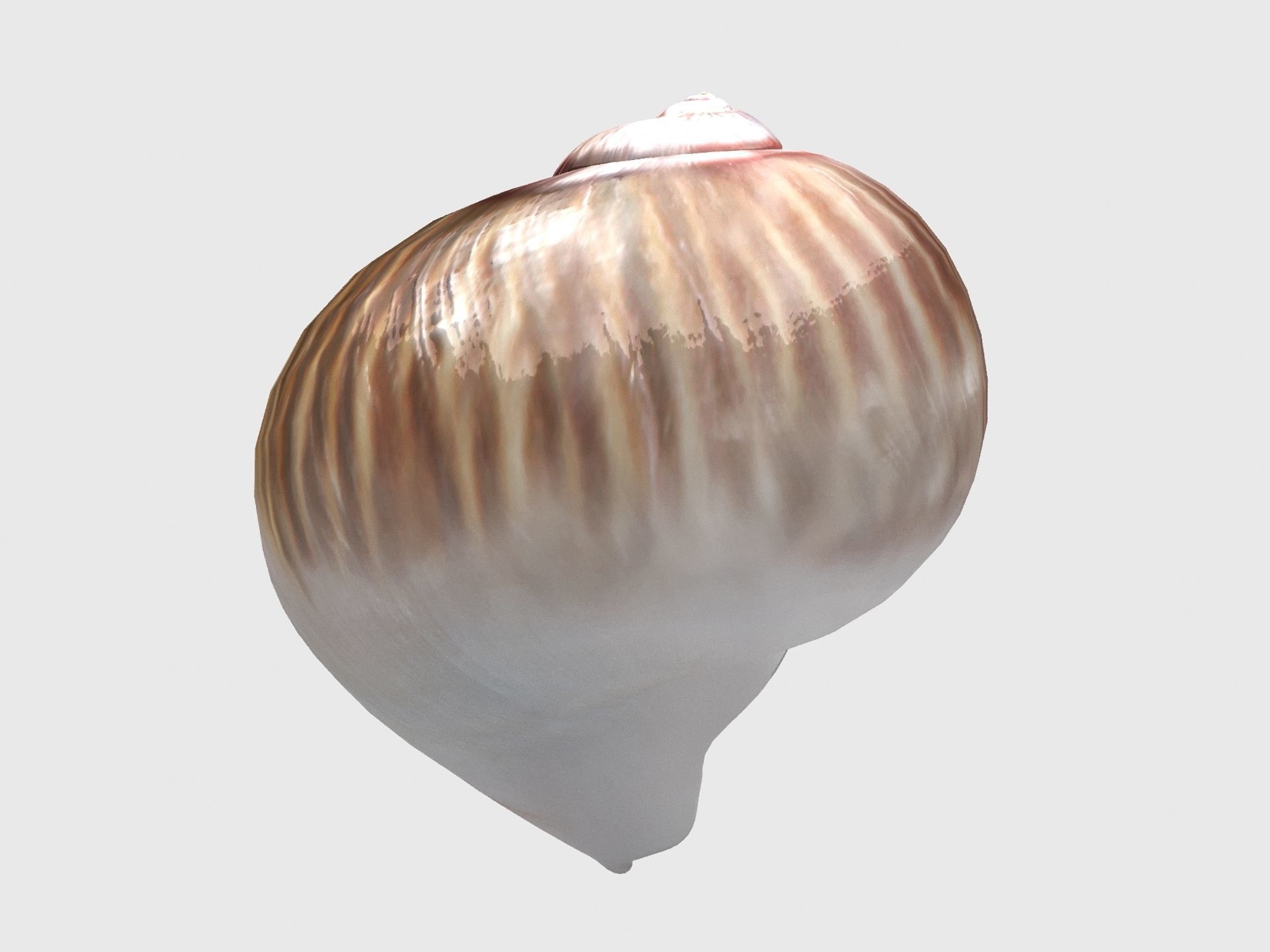 Sea snail Low-poly 3D model_8