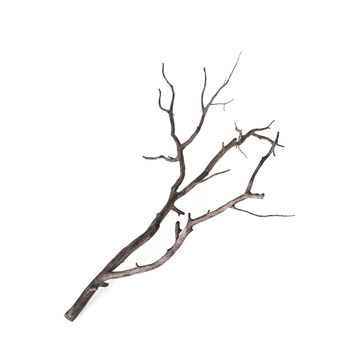 Branch 3D model_4