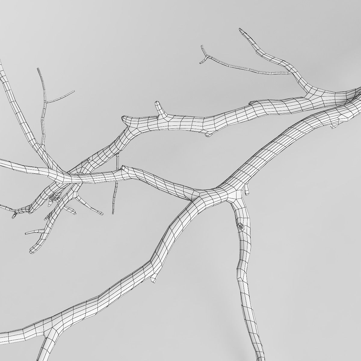 Branch 3D model_6