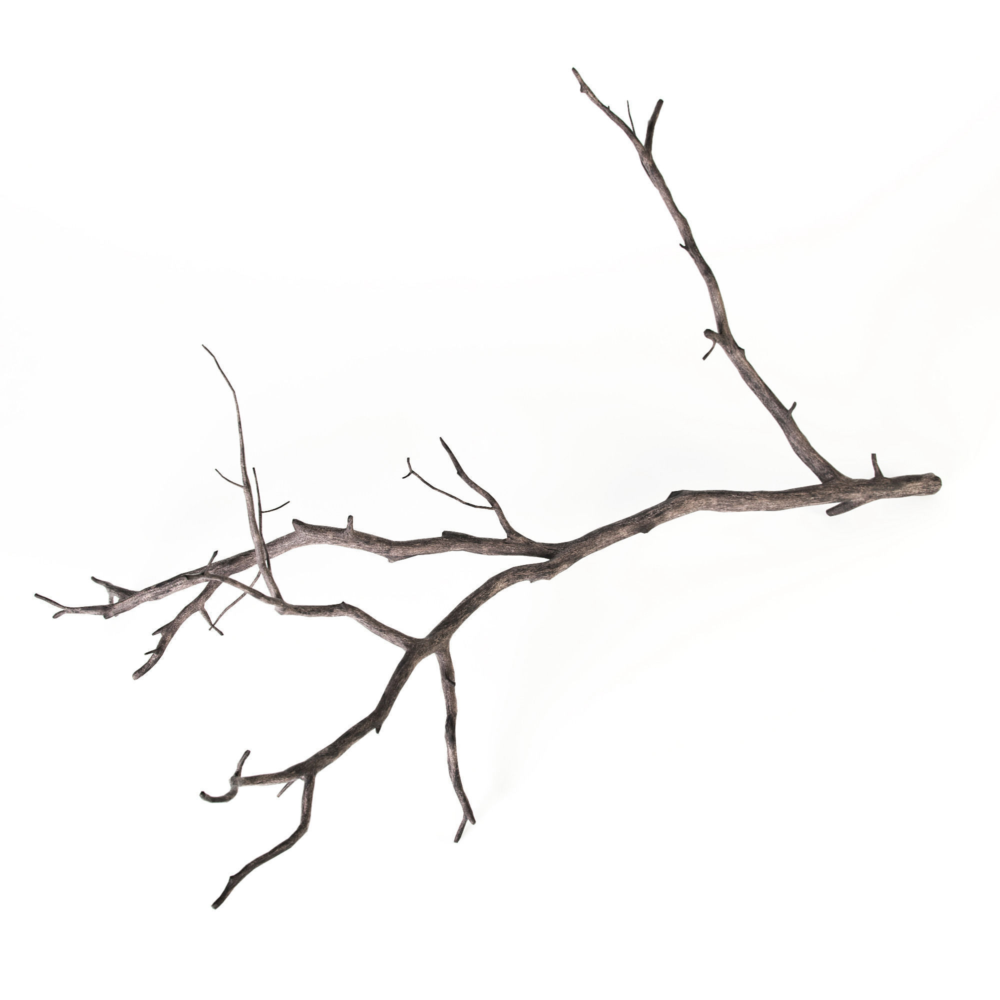 Branch 3D model_1