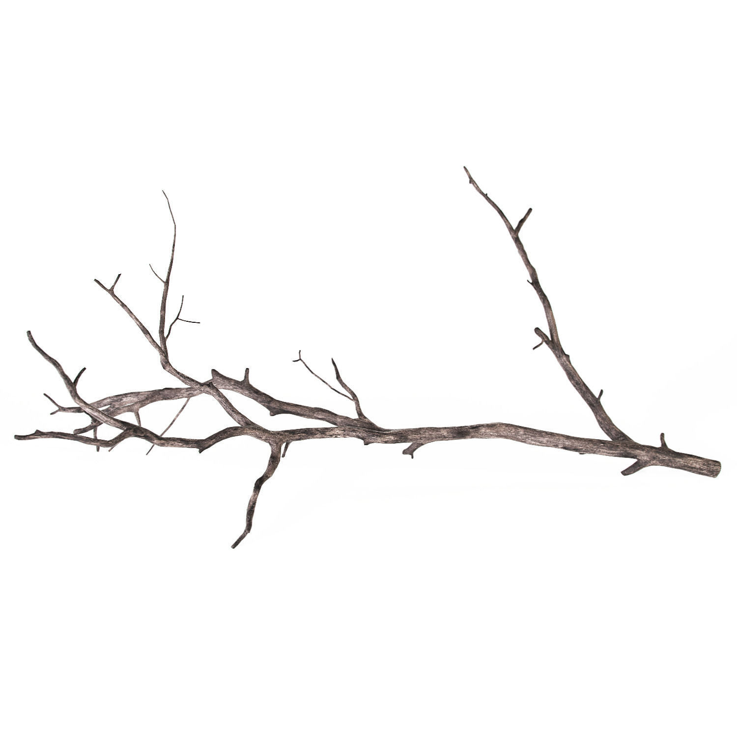Branch 3D model_2