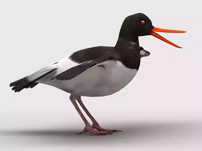 Oyster Catcher Oystercatcher