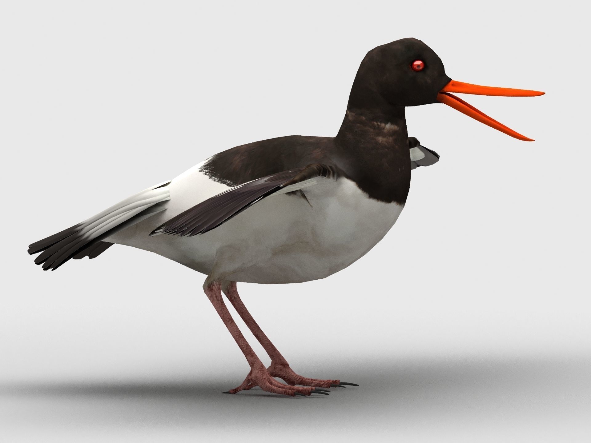 3D model Oyster Catcher Oystercatcher VR / AR / lowpoly CGTrader
