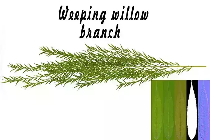 Weeping willow branch 3D model