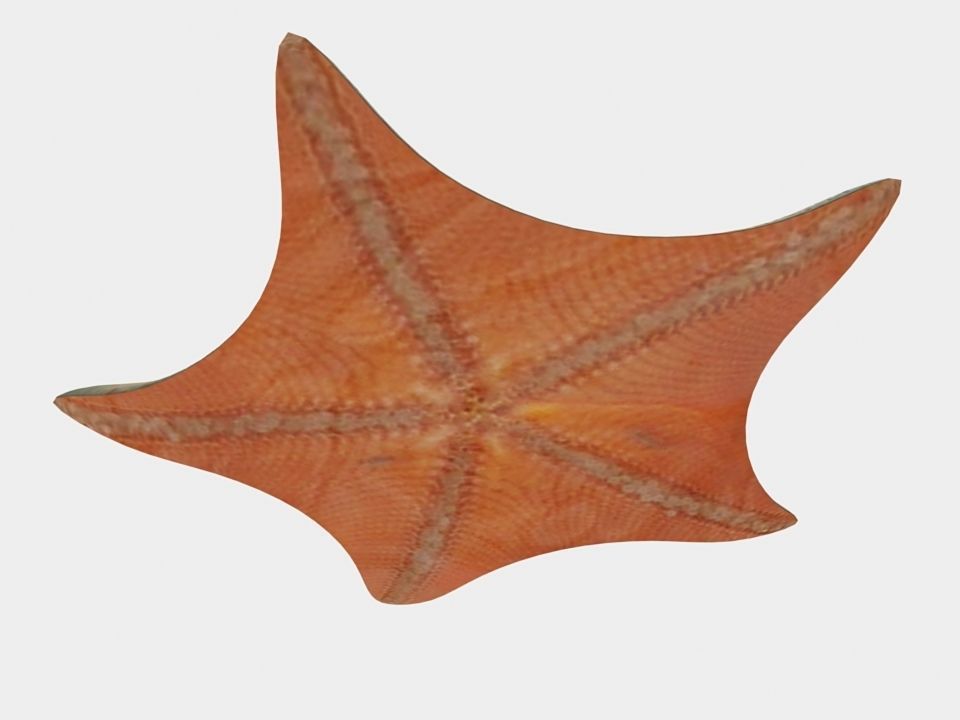 Petrel Sea star Low-poly 3D model_5