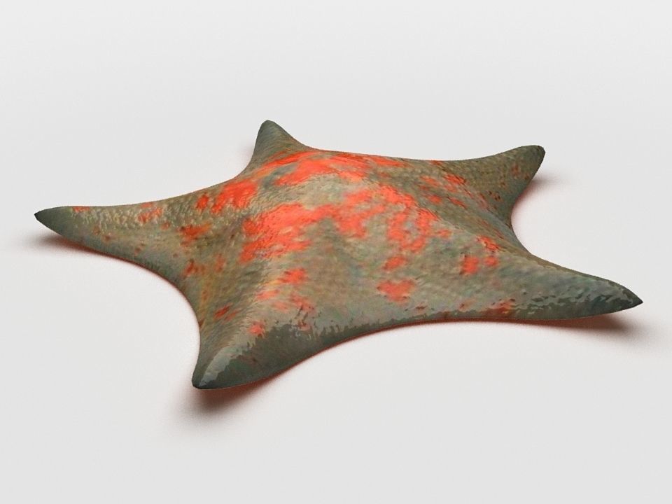 Petrel Sea star Low-poly 3D model_7