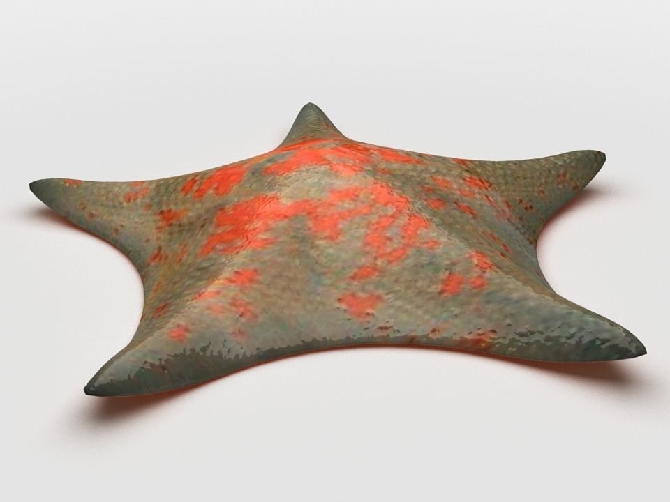 Petrel Sea star Low-poly 3D model_3
