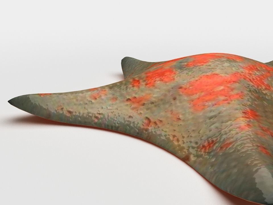 Petrel Sea star Low-poly 3D model_6