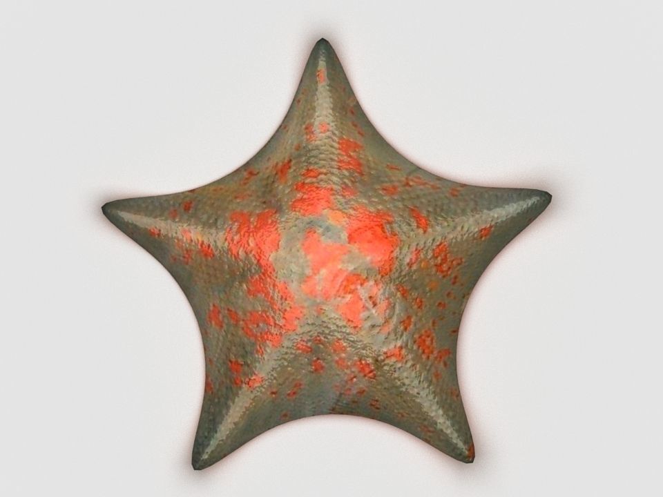 Petrel Sea star Low-poly 3D model_2