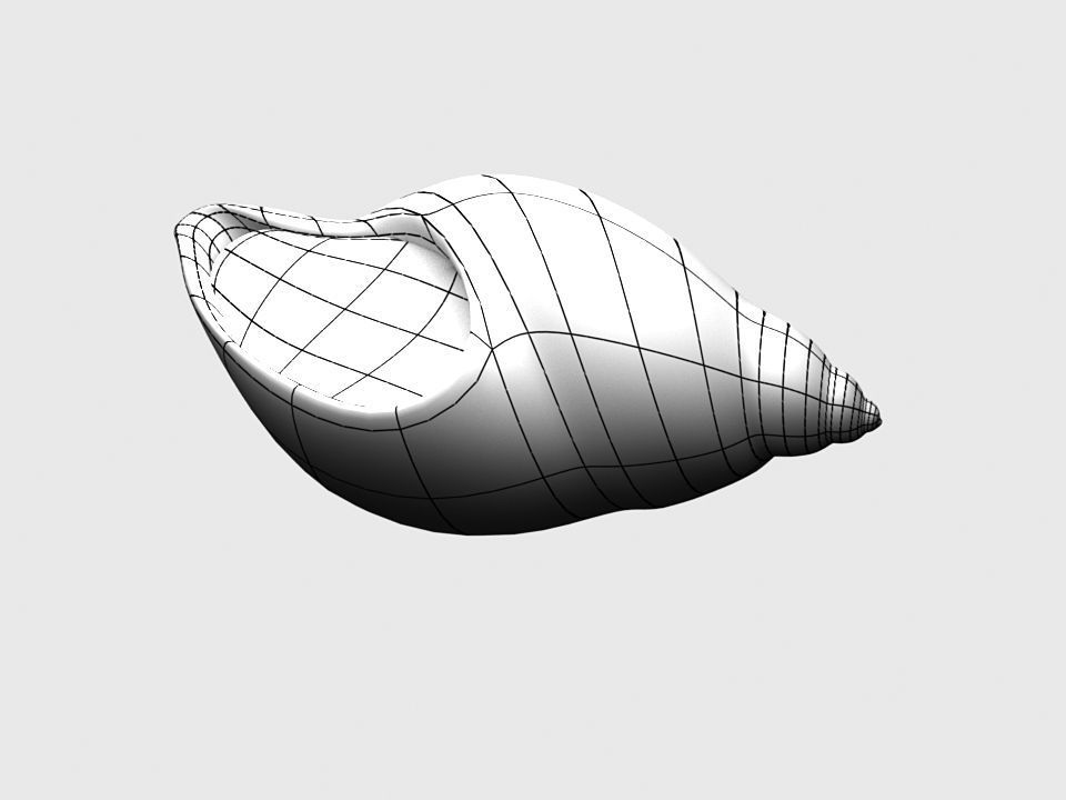 Dog whelk Rock whelk Sea snail Low-poly 3D model_8