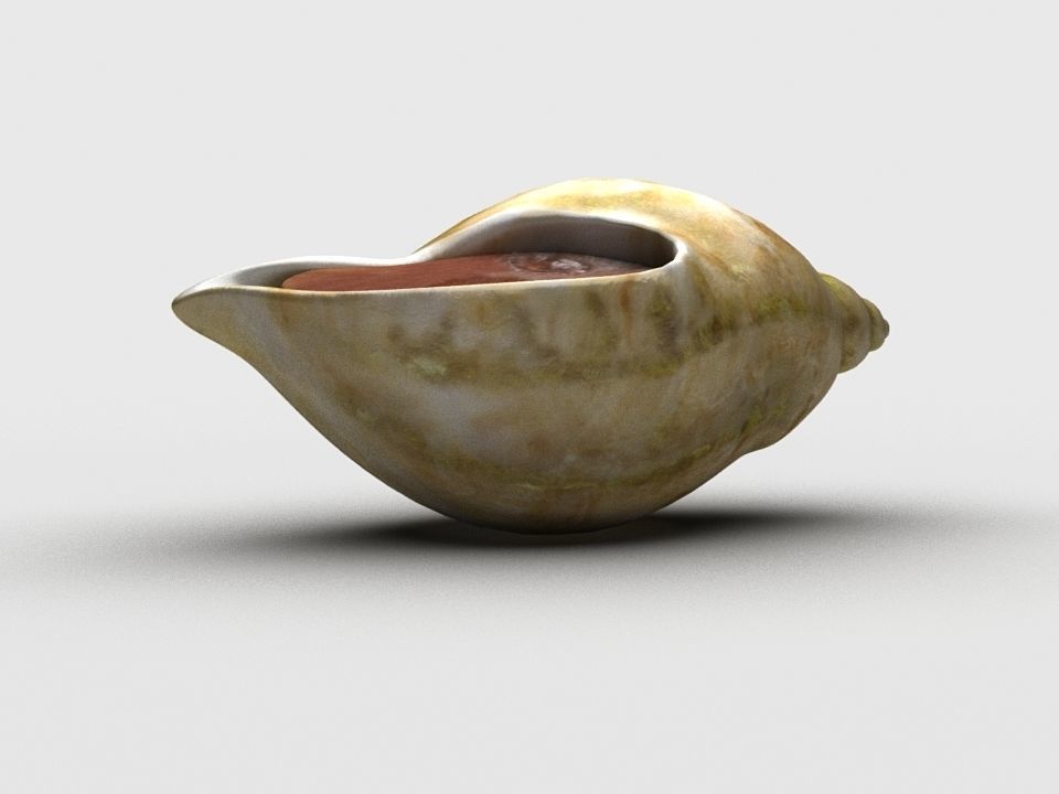 Dog whelk Rock whelk Sea snail Low-poly 3D model_6