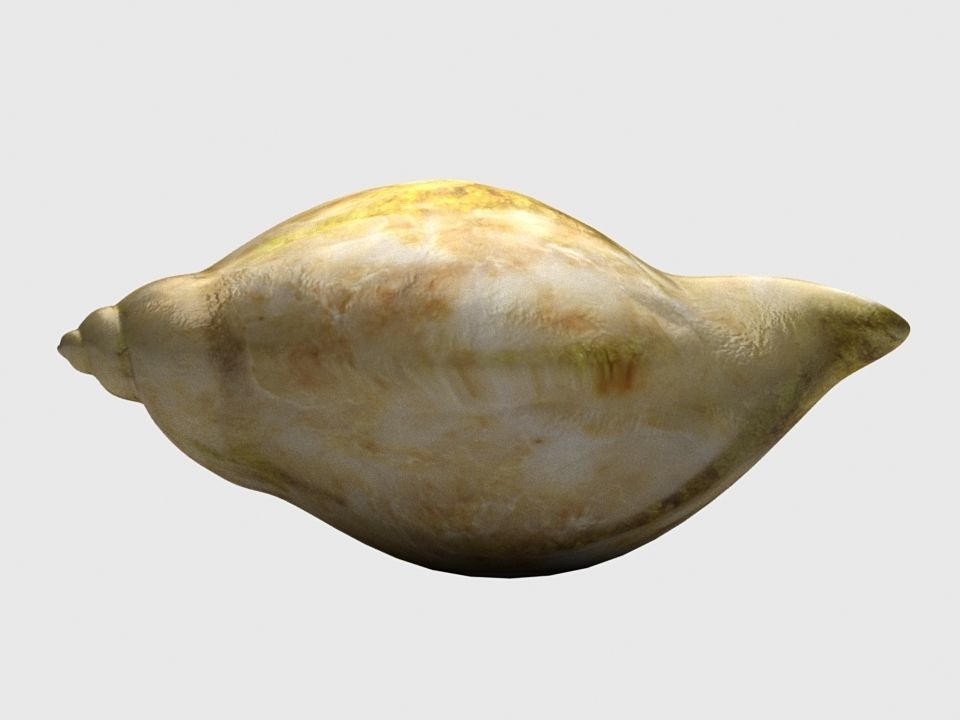 Dog whelk Rock whelk Sea snail Low-poly 3D model_4