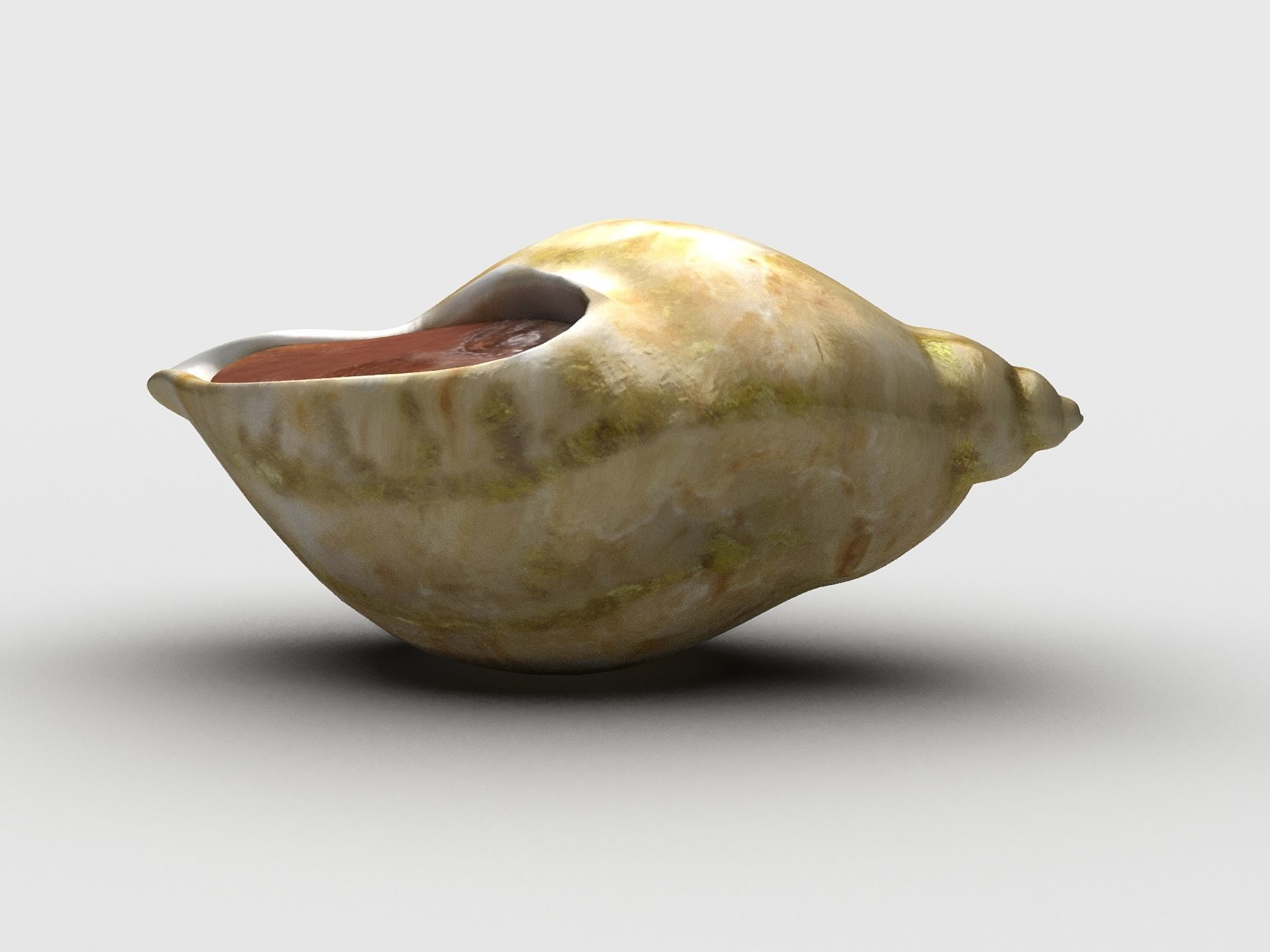 Dog whelk Rock whelk Sea snail Low-poly 3D model_1