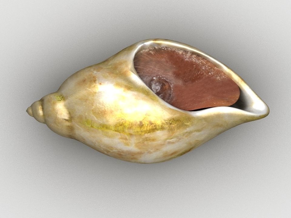 Dog whelk Rock whelk Sea snail Low-poly 3D model_3