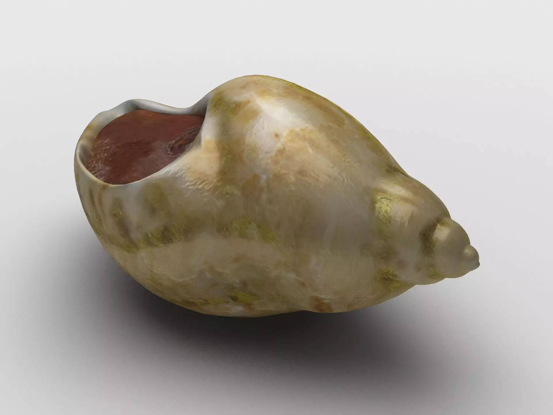 Dog whelk Rock whelk Sea snail Low-poly 3D model_0