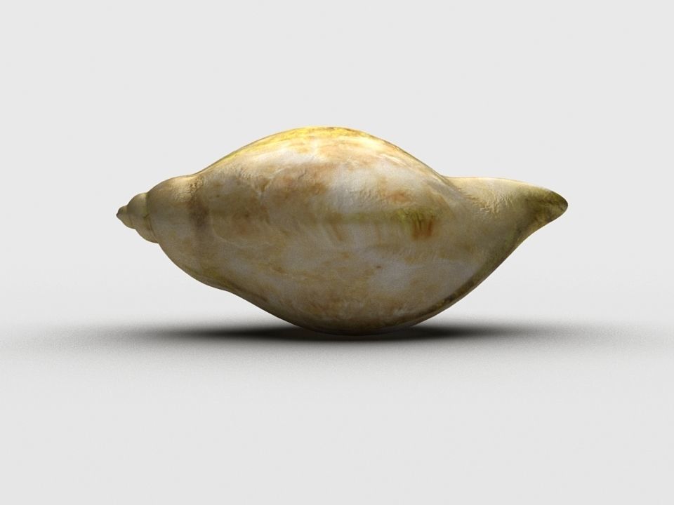 Dog whelk Rock whelk Sea snail Low-poly 3D model_7