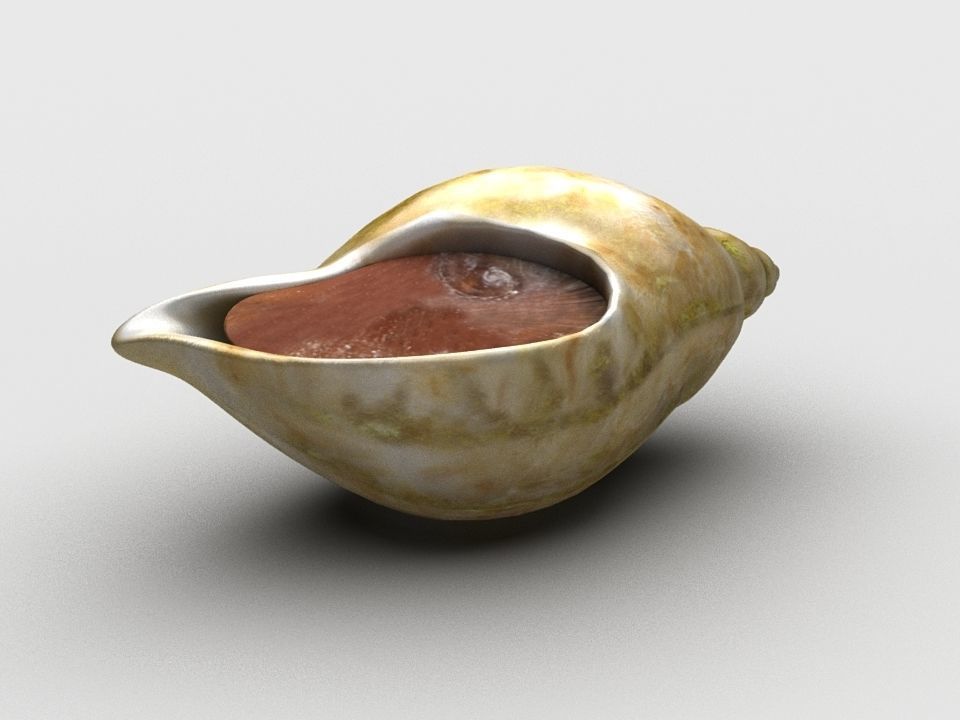 Dog whelk Rock whelk Sea snail Low-poly 3D model_5