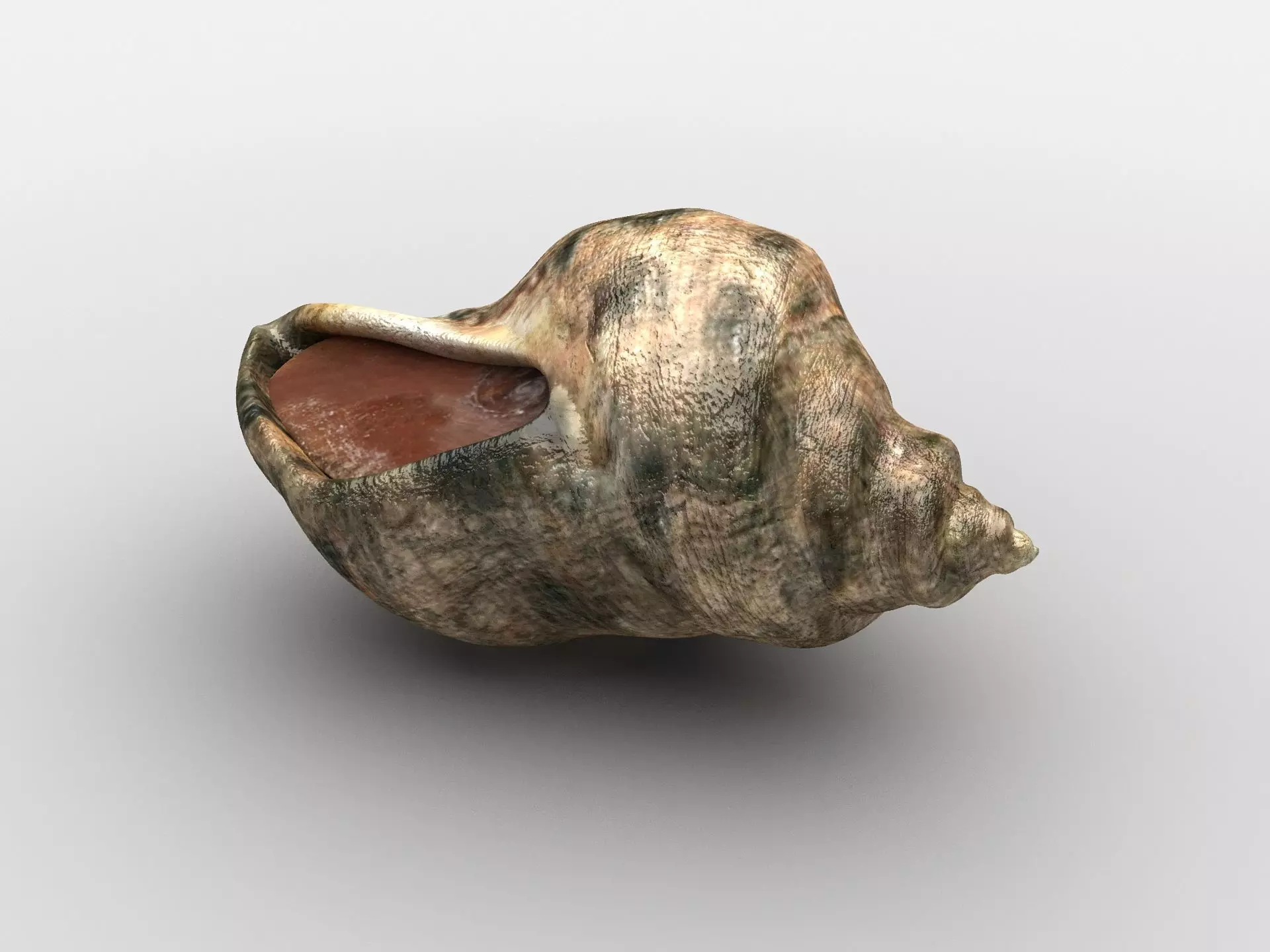 Sea snail Low-poly 3D model_0