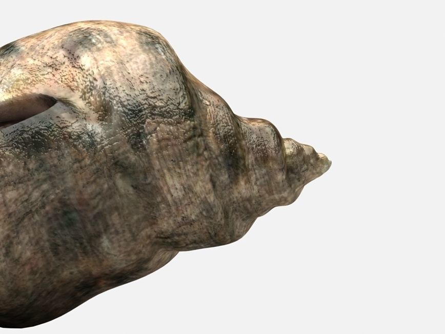 Sea snail Low-poly 3D model_7