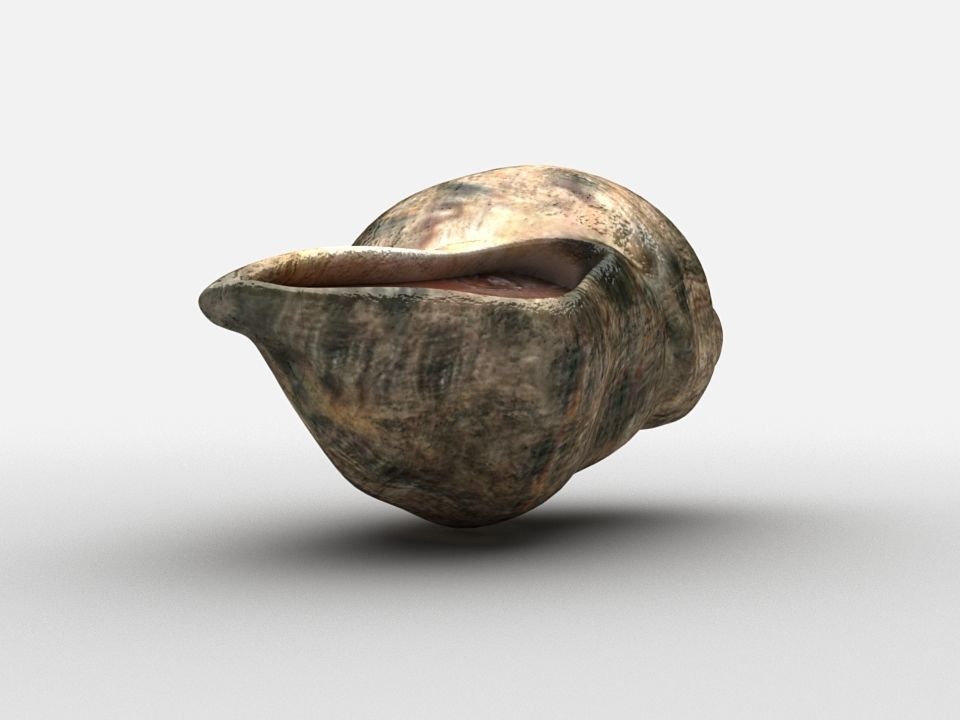 Sea snail Low-poly 3D model_4