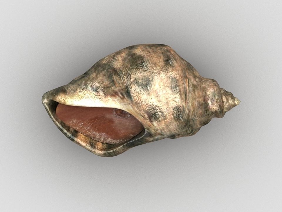 Sea snail Low-poly 3D model_3