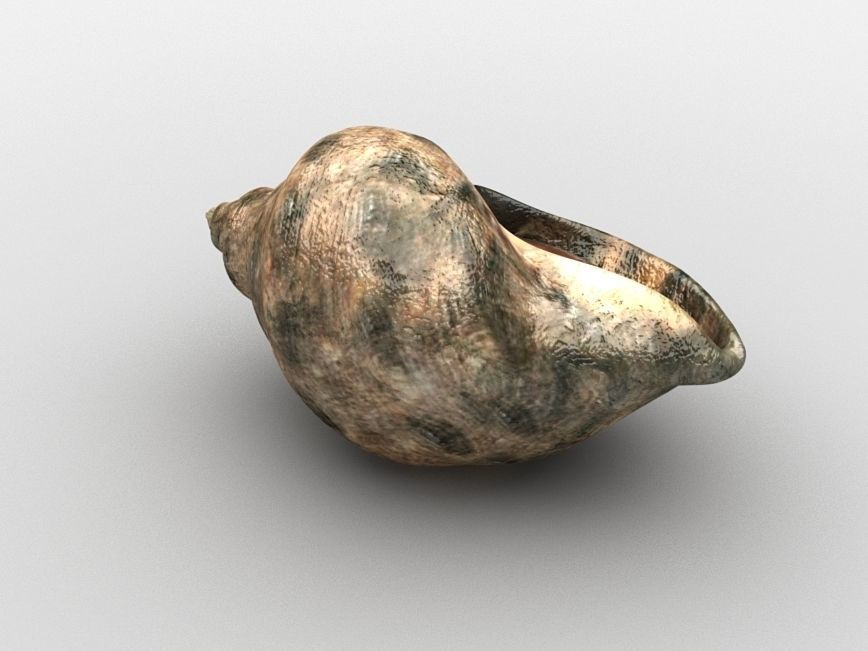 Sea snail Low-poly 3D model_6