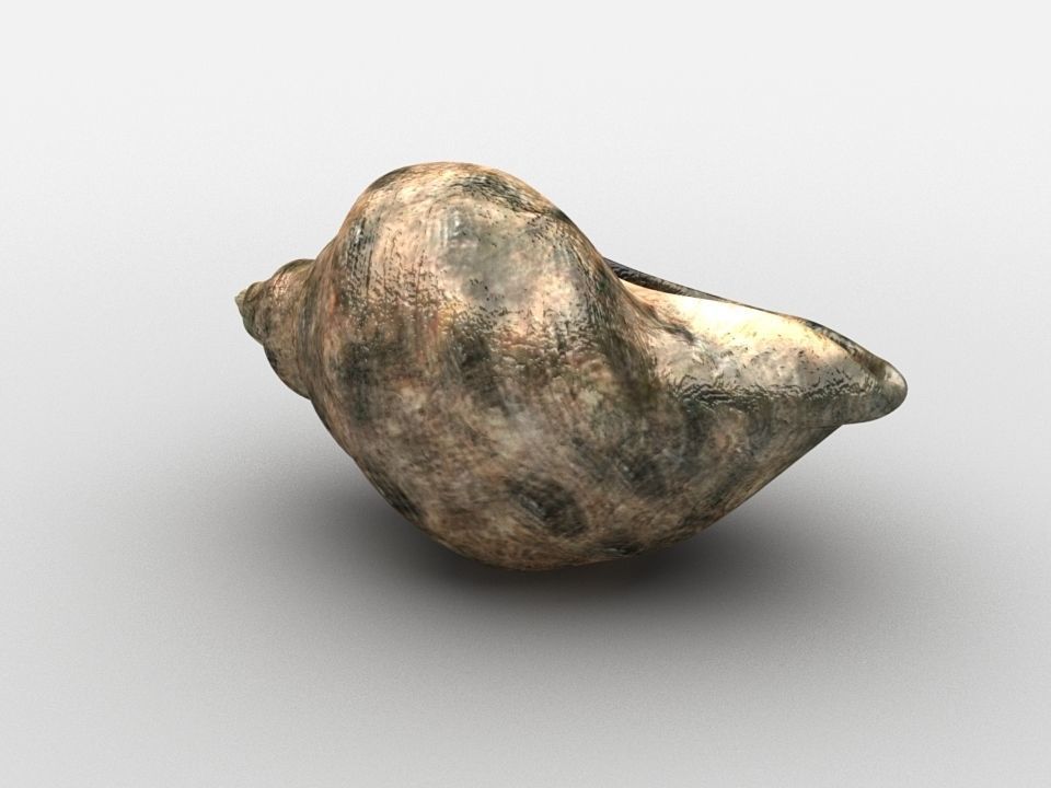 Sea snail Low-poly 3D model_5