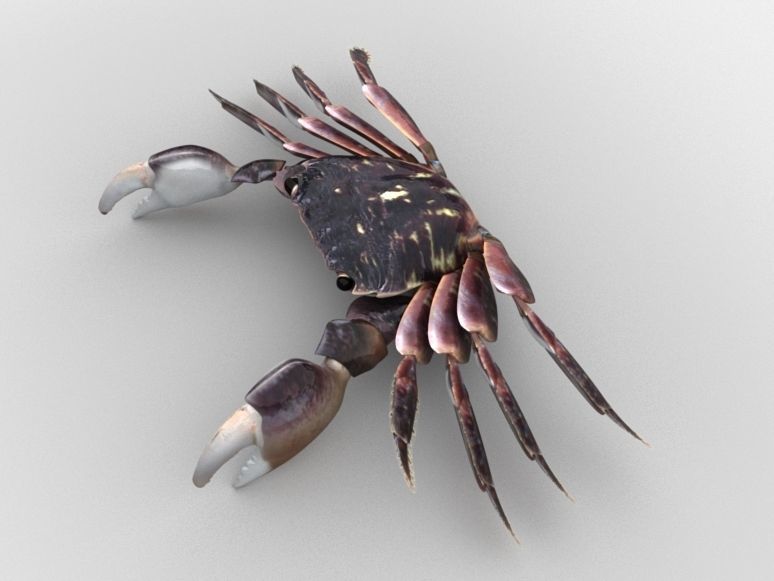 Crab Pachygrapsus Low-poly 3D model_4