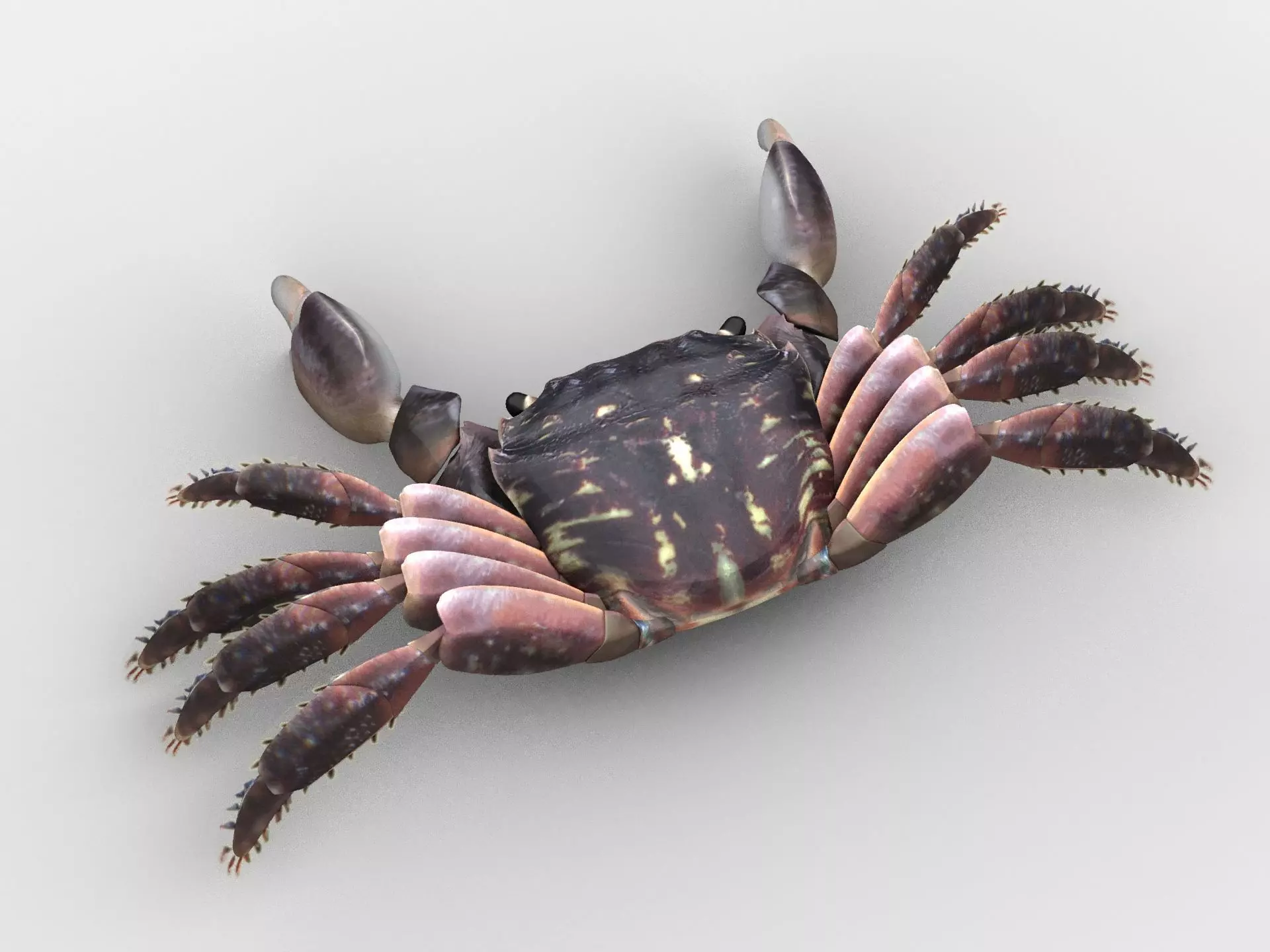 Crab Pachygrapsus Low-poly 3D model_0