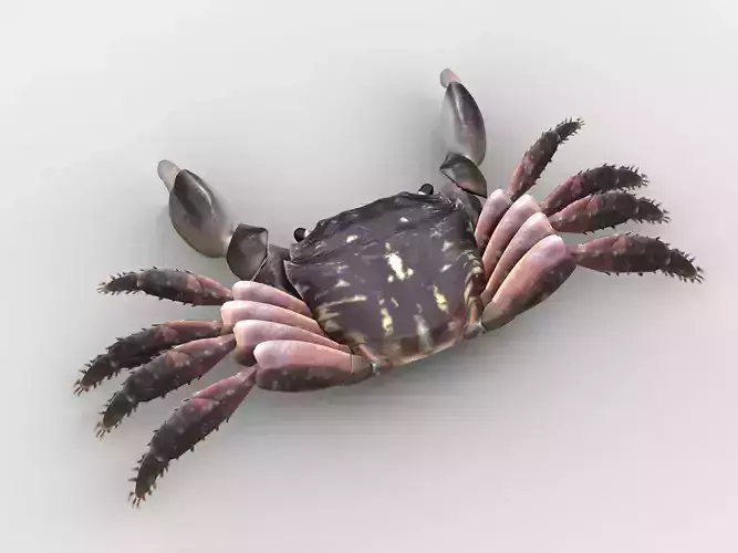 Crab Pachygrapsus