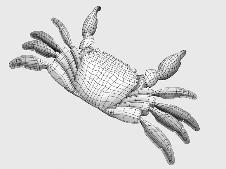 Crab Pachygrapsus Low-poly 3D model_6