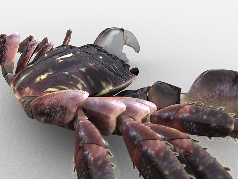 Crab Pachygrapsus Low-poly 3D model_1