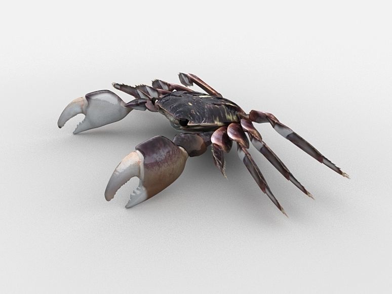 Crab Pachygrapsus Low-poly 3D model_5