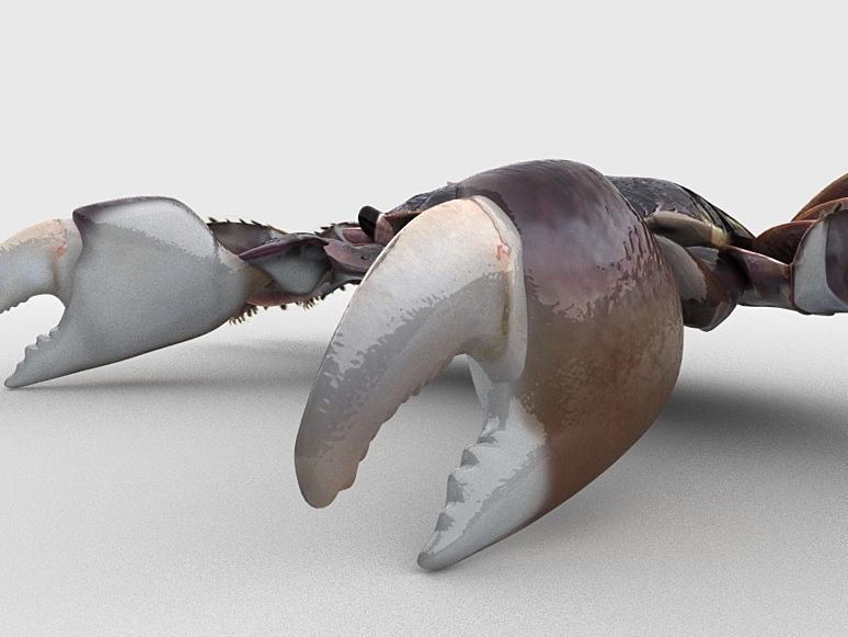 Crab Pachygrapsus Low-poly 3D model_7