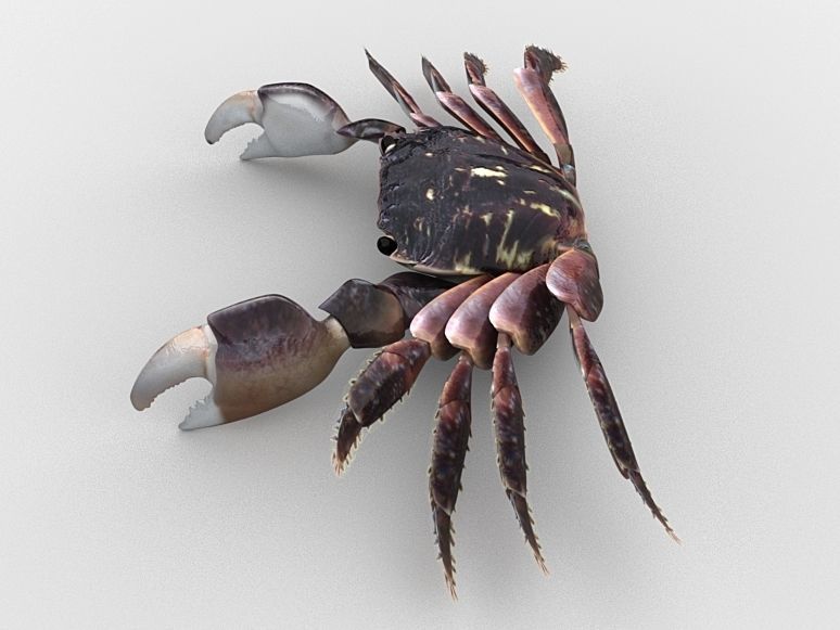 Crab Pachygrapsus Low-poly 3D model_9