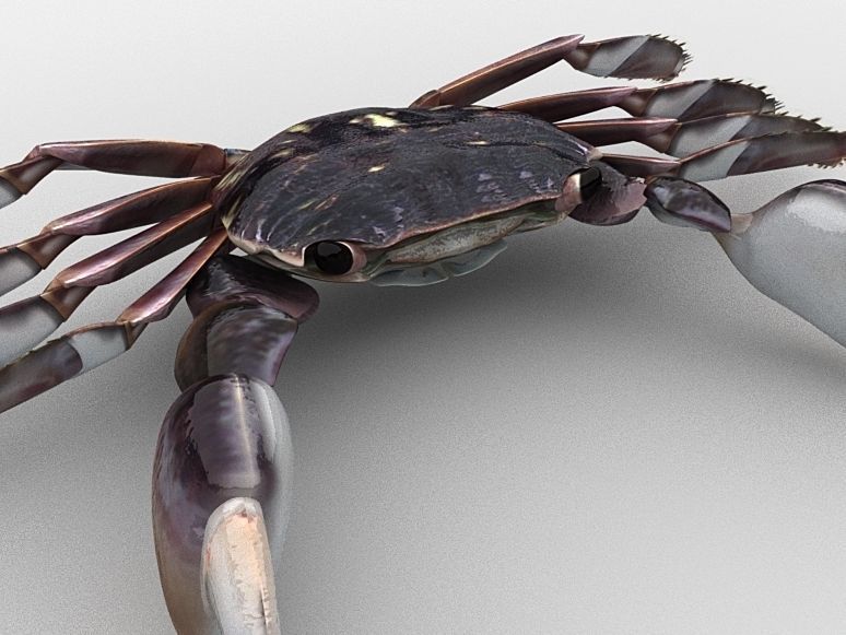 Crab Pachygrapsus Low-poly 3D model_8