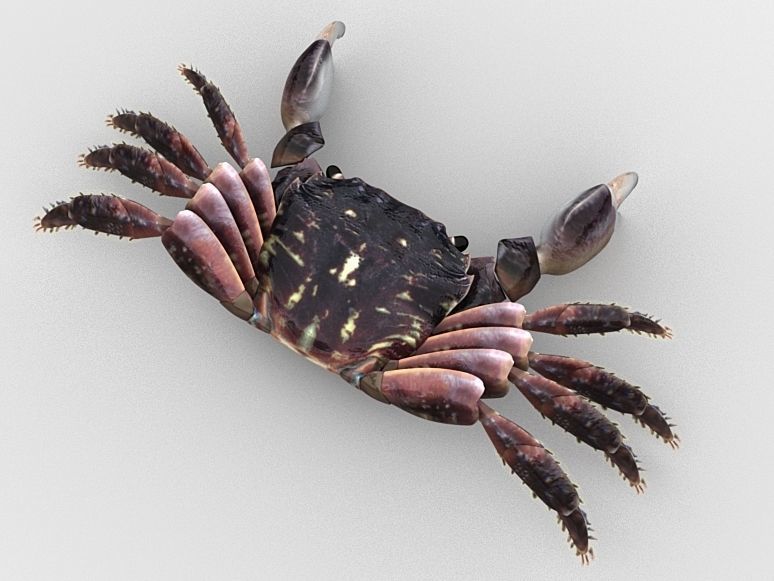Crab Pachygrapsus Low-poly 3D model_2