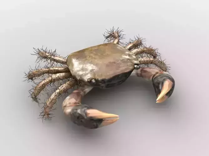 Hemigrapsus penicillatus Crab