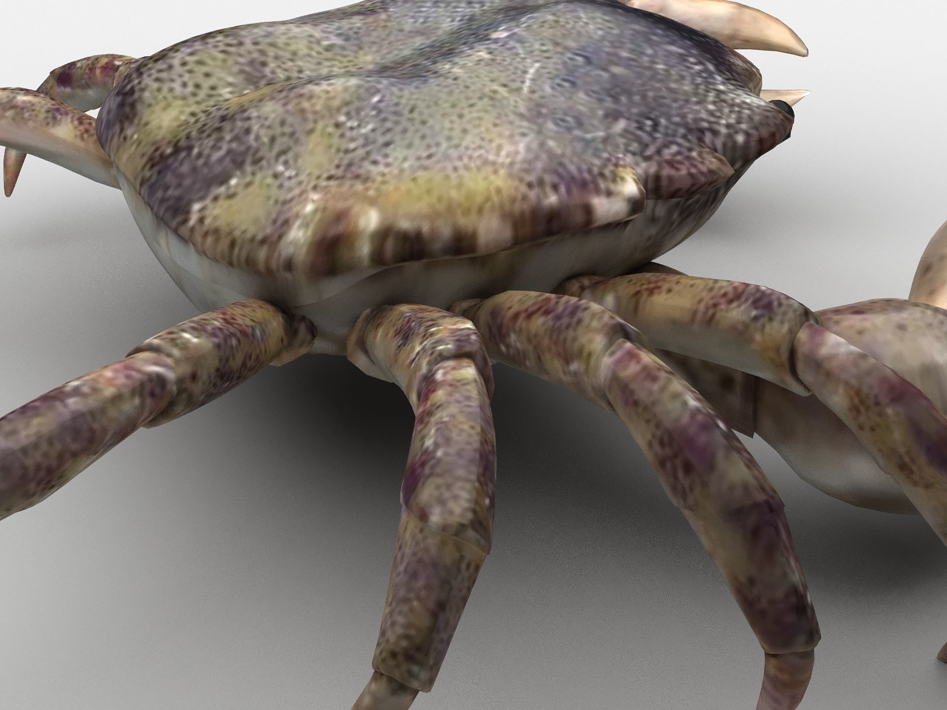 Hemigrapsus sanguineus Crab Low-poly 3D model_7