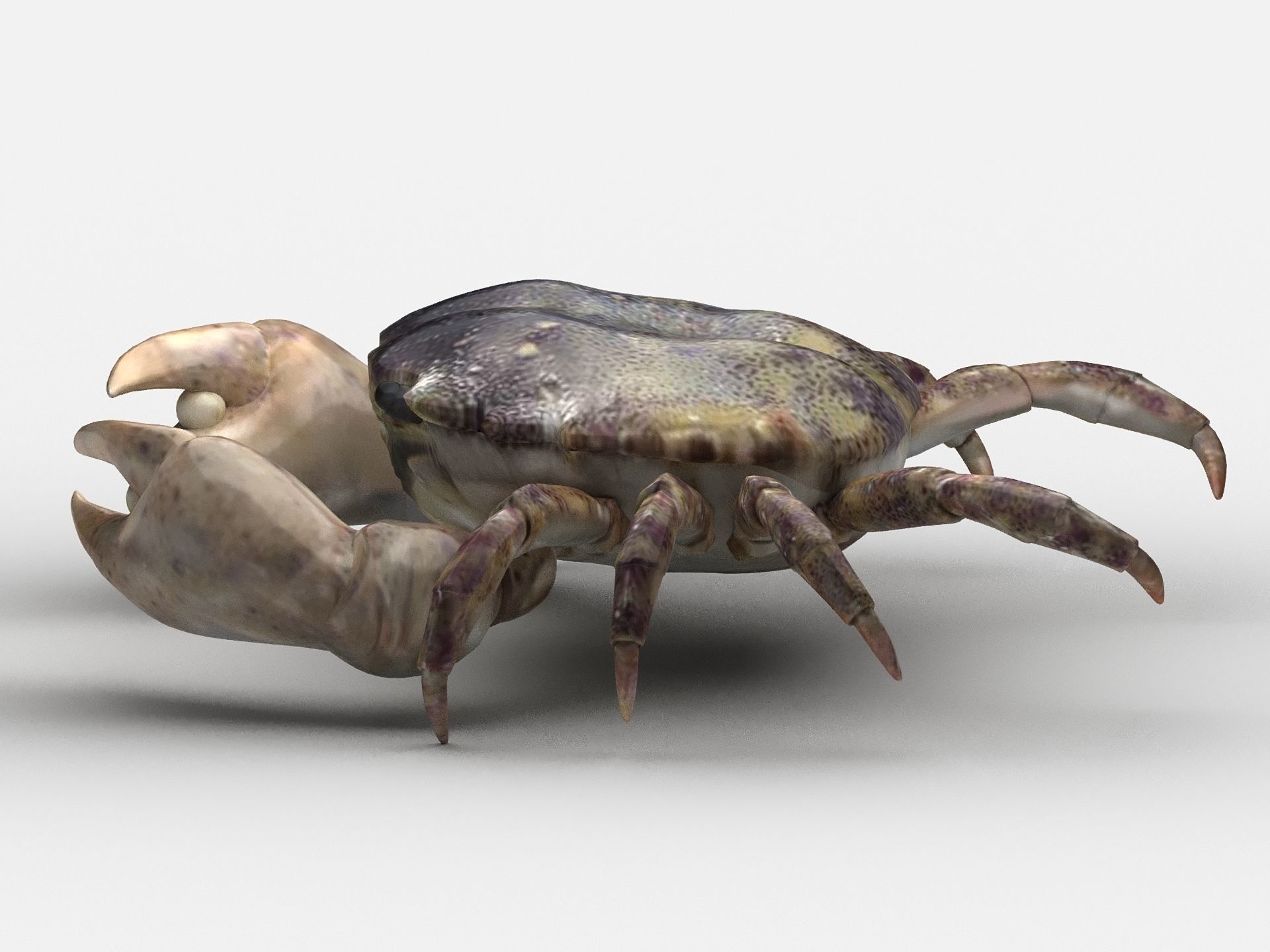 Hemigrapsus sanguineus Crab Low-poly 3D model_4