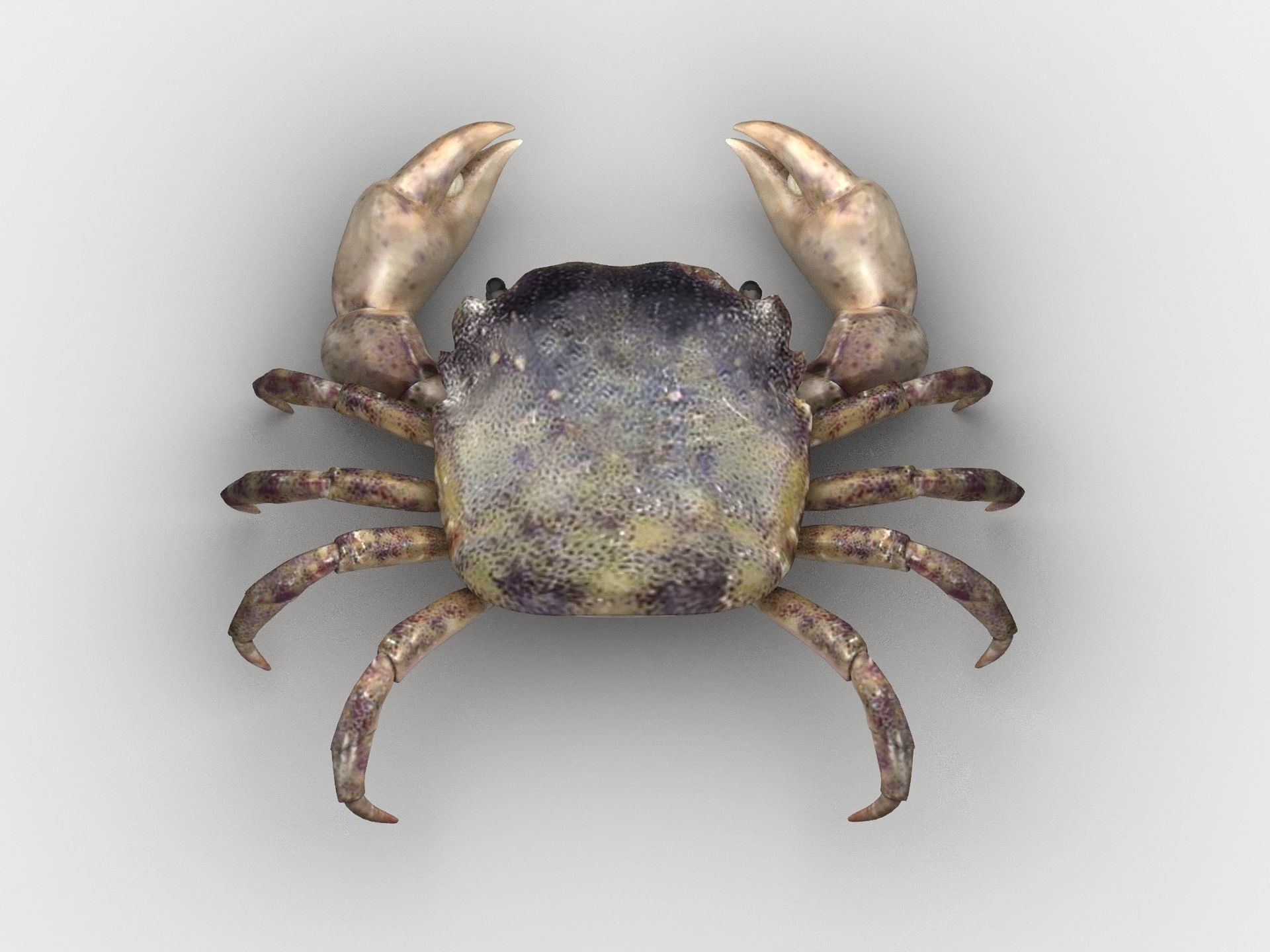 Hemigrapsus sanguineus Crab Low-poly 3D model_8