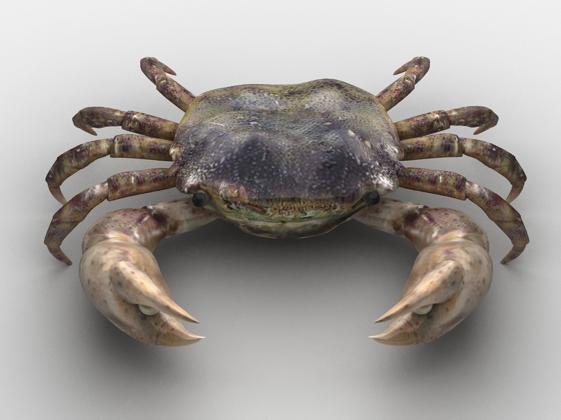 Hemigrapsus sanguineus Crab Low-poly 3D model_3