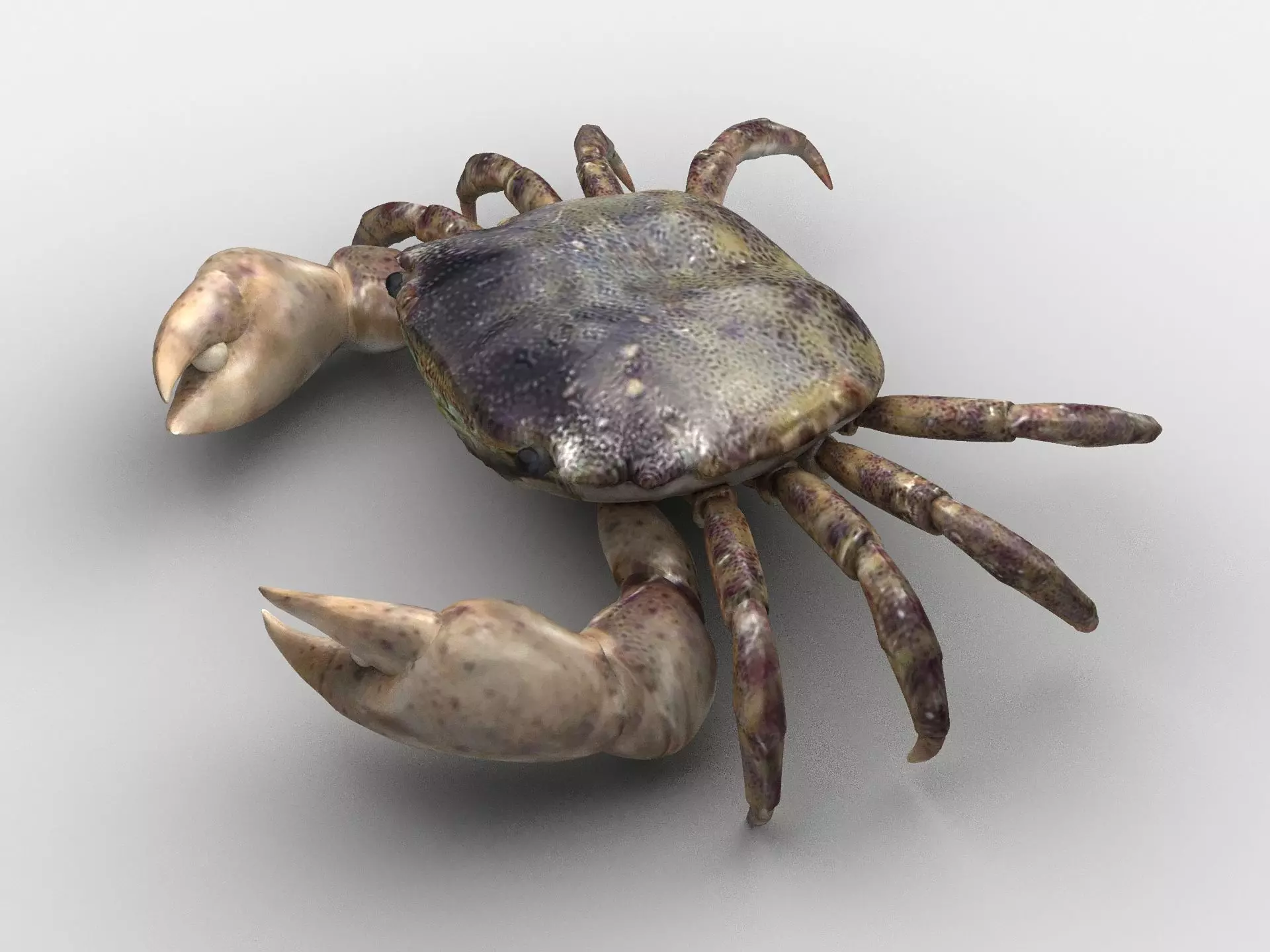 Hemigrapsus sanguineus Crab Low-poly 3D model_0